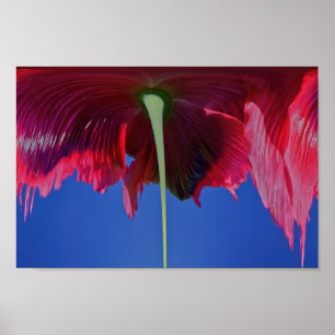 Schmelze Blume Poster