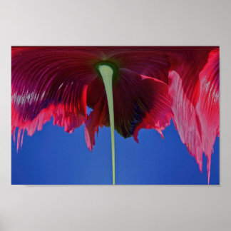 Schmelze Blume Poster