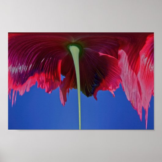 Schmelze Blume Poster (Vorne)