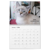 Schmelzen Sie Ihr Herz - MEOW Kätzchen-Kalender Kalender (Jan 2026)