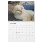 Schmelzen Sie Ihr Herz - MEOW Kätzchen-Kalender Kalender (Mär 2026)