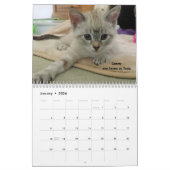 Schmelzen Sie Ihr Herz - MEOW Kätzchen-Kalender Kalender (Jan 2026)