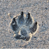 SCHMERZEN IM SAND EDELSTAHLFLASCHE