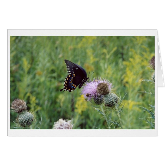 Schmetterling (Vorderseite (Horizontal))