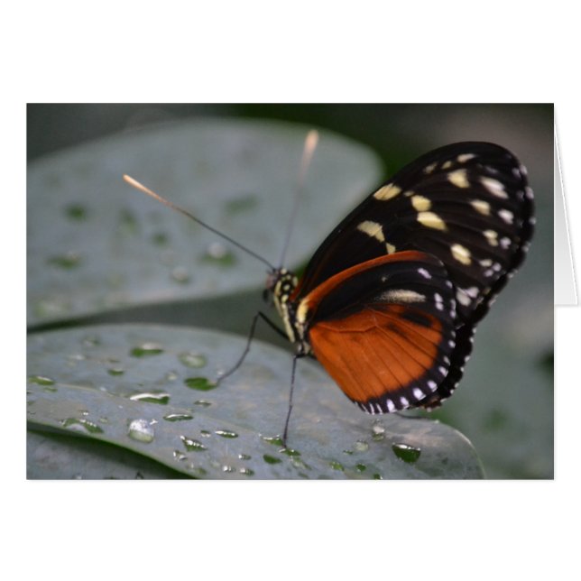 Schmetterling (Vorderseite (Horizontal))