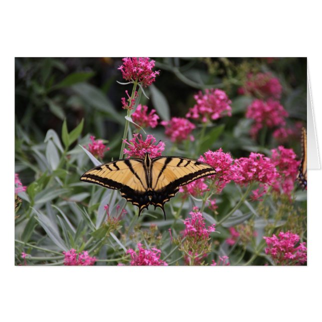 Schmetterling (Vorderseite (Horizontal))