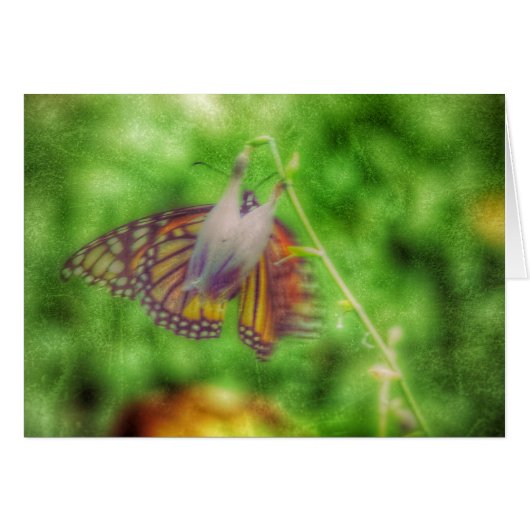Schmetterling (Vorderseite (Horizontal))