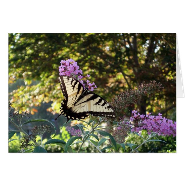 Schmetterling (Vorderseite (Horizontal))