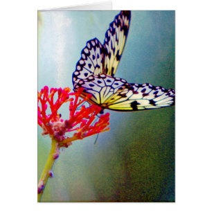 Schmetterling