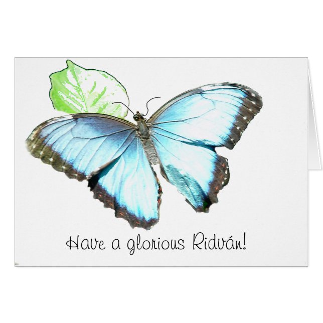 Schmetterling (Vorderseite (Horizontal))