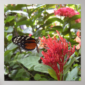Schmetterling1 Poster