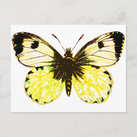 Schmetterling 02 postkarte (Vorderseite)