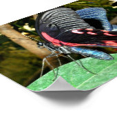 Schmetterling 1 poster (Ecke)