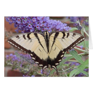 Schmetterling 2