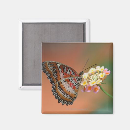 Schmetterling 2 magnet (Vorderseite/Rückseite)