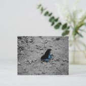 Schmetterling 2 Postkarte (Stehend Vorderseite)