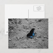 Schmetterling 2 Postkarte (Vorne/Hinten)