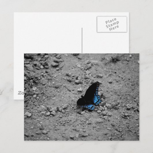 Schmetterling 2 Postkarte (Vorne/Hinten)