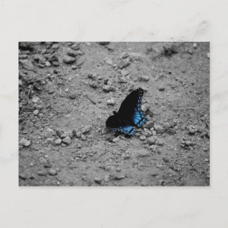 Schmetterling 2 Postkarte