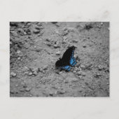 Schmetterling 2 Postkarte (Vorderseite)