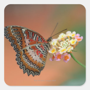 Schmetterling 2 quadratischer aufkleber