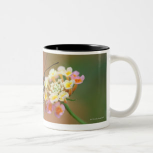 Schmetterling 2 zweifarbige tasse