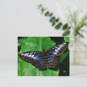 Schmetterling 5 Postkarte (Stehend Vorderseite)