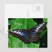 Schmetterling 5 Postkarte (Vorne/Hinten)