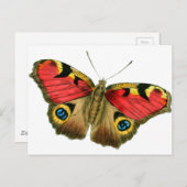 Schmetterling-9-eop Postkarte (Vorne/Hinten)