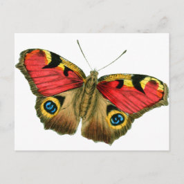 Schmetterling-9-eop Postkarte