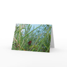 Schmetterling am Fluss