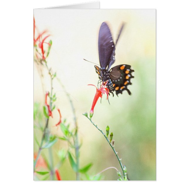 Schmetterling am Nachmittag (Vorne)