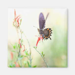 Schmetterling am Nachmittag Magnet