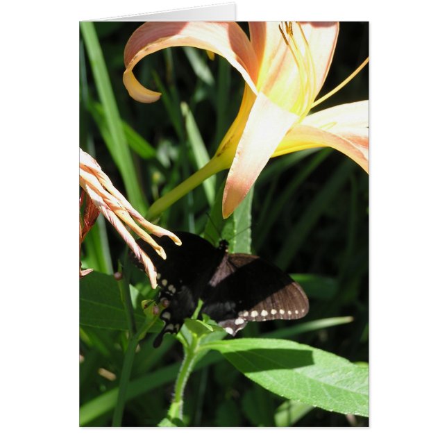 Schmetterling an der Erholung (Vorne)