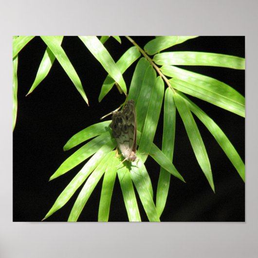 Schmetterling auf Bamboo Poster (Vorne)