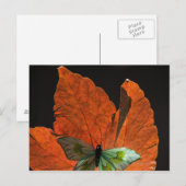 Schmetterling auf Blatt 2 Postkarte (Vorne/Hinten)