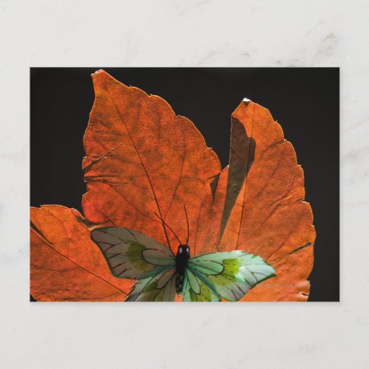 Schmetterling auf Blatt 2 Postkarte (Vorderseite)