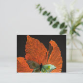 Schmetterling auf Blatt 2 Postkarte (Stehend Vorderseite)