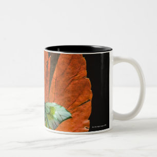 Schmetterling auf Blatt 2 Zweifarbige Tasse