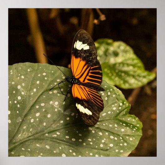 Schmetterling auf Blatt Poster (Vorne)