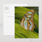 Schmetterling auf Blättern Postkarte (Vorne/Hinten)