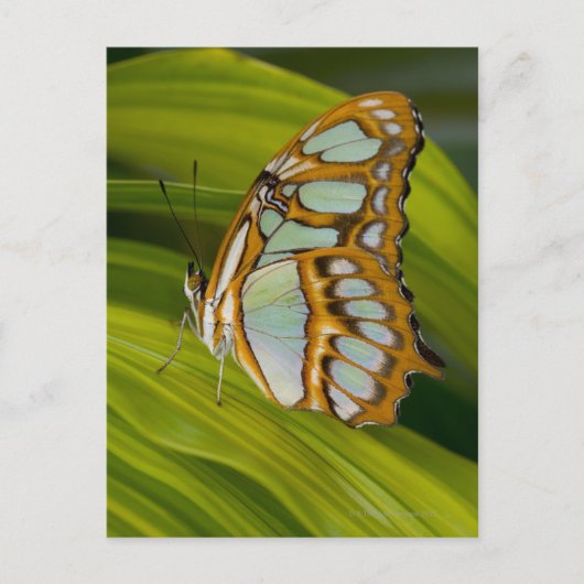 Schmetterling auf Blättern Postkarte (Vorderseite)