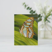 Schmetterling auf Blättern Postkarte (Stehend Vorderseite)