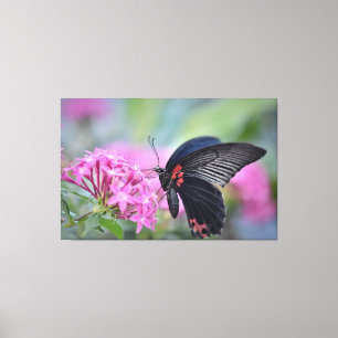 Schmetterling auf Blume Leinwanddruck