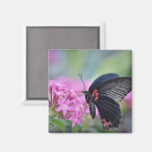 Schmetterling auf Blume Magnet (Vorderseite/Rückseite)