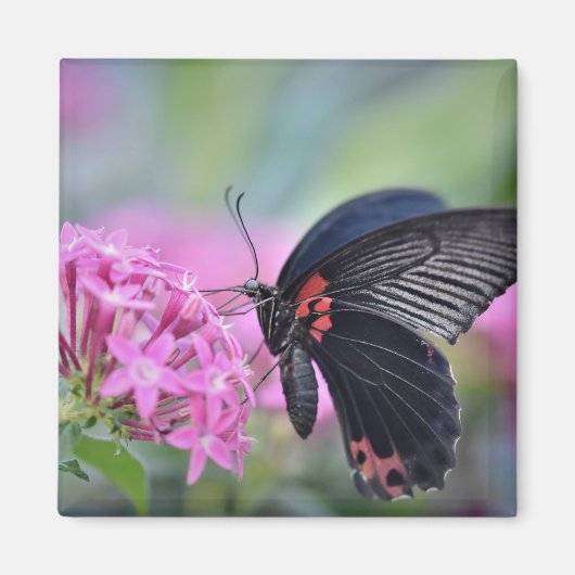 Schmetterling auf Blume Magnet (Vorne)