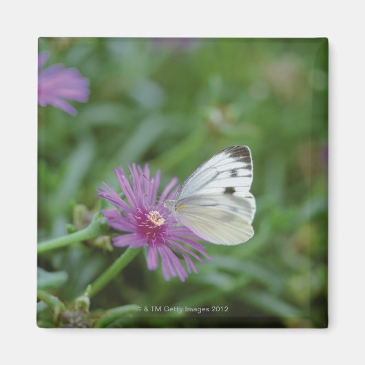 Schmetterling auf Blume Magnet (Vorne)