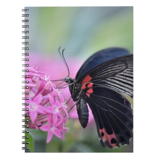 Schmetterling auf Blume Notizblock (Vorderseite)