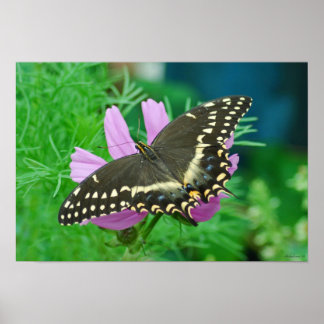 Schmetterling auf Blume Poster