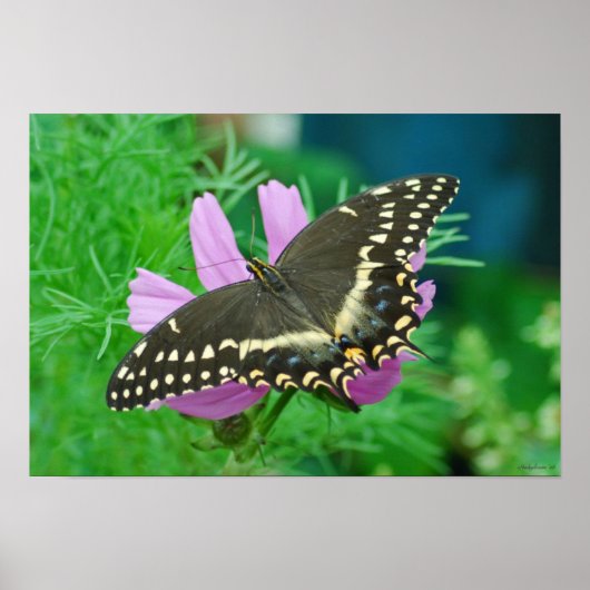 Schmetterling auf Blume Poster (Vorne)